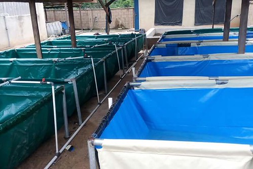Portable Mobile Fish Pond Tarpaulin: Where to Buy and Things to Know